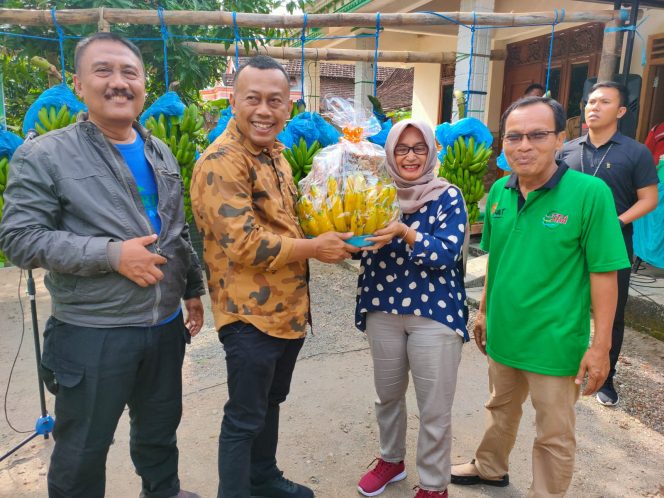 
 Bupati Sugiri hadiri panen raya pisang Cavendish. (Foto/Raden Lintas7.net).