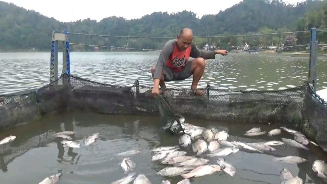 
 Ribuan Ikan di Telaga Ngebel Mati, Diduga Akibat Letusan Belerang