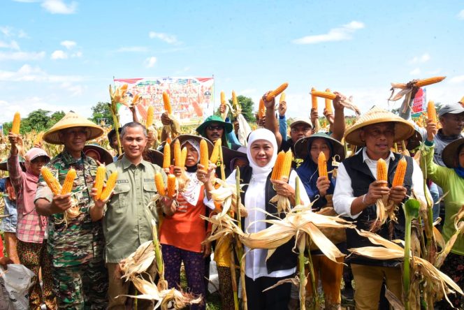 
 Khofifah dan Sugiri Sancoko panen jagung reog 234 di Babadan. (Foto/Istimewa).