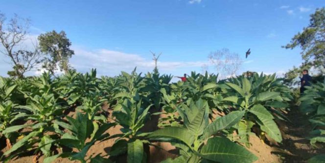 
 Lahan tanaman tembakau milik petani di Kecamatan Bandar. (Foto : Istimewa).