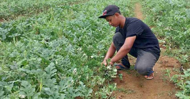 
 Petani semangka Pacitan tengah merawat tanamannya. (Foto : istimewa).