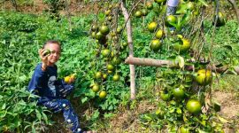Wisata kebun jeruk dikunjungi banyak orang termasuk anak-anak ikut petik buah langsung dari pohon. (Foto/Lintas7.net).