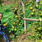 Wisata kebun jeruk dikunjungi banyak orang termasuk anak-anak ikut petik buah langsung dari pohon. (Foto/Lintas7.net).