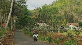 Seorang pengendara bermotor tampak nyaman melintas di ruas Cemeng-Widoro. (Foto : Lintas7.net).