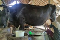 Proses pemerahan susu sapi perah di peternakan warga Desa Gemaharjo. (Foto:Lintas7.net).