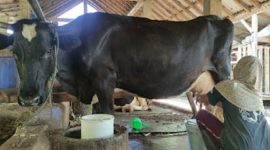 Proses pemerahan susu sapi perah di peternakan warga Desa Gemaharjo. (Foto:Lintas7.net).