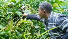 Momen Bupati Aji petik kopi Nawangan saat kunjungan kerja di wilayah setempat. (Foto:Istimewa).