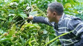 Momen Bupati Aji petik kopi Nawangan saat kunjungan kerja di wilayah setempat. (Foto:Istimewa).
