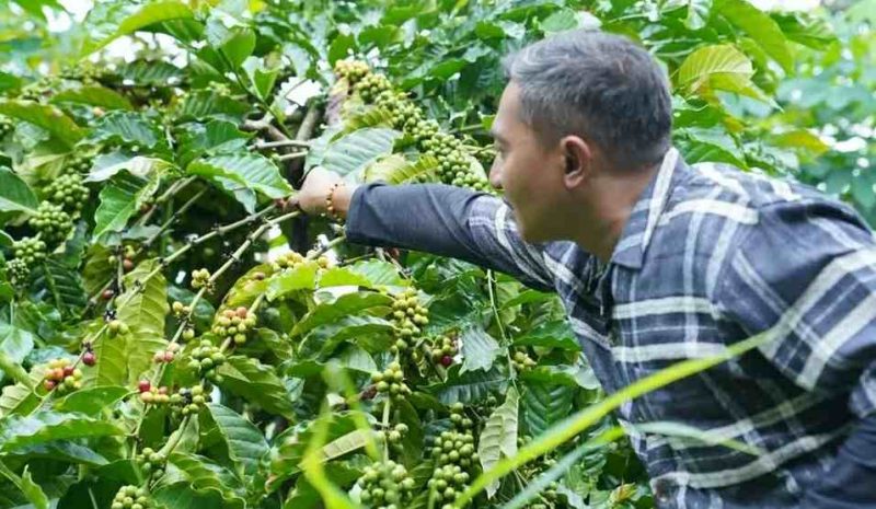Momen Bupati Aji petik kopi Nawangan saat kunjungan kerja di wilayah setempat. (Foto:Istimewa).