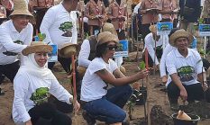 Keep and Rockin di Pesisir Selatan! Aksi Kaka Slank Tanam Mangrove di Pacitan